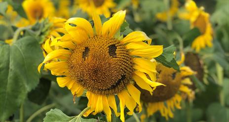 Sunflower with smiley face at Sunflower Field Portglenone