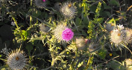 Ulster Scots Language Week event