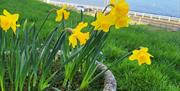 flower pot with daffodils