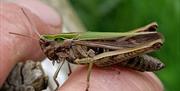 A grasshopper resting on a persons finger