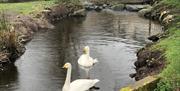 Braid River in Broughshane with two swans