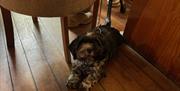 Dog lying well behaved on wooden floor at The Coast Road Inn, Glenarm