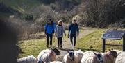 3 people walking on a path with sheep in the foreground
