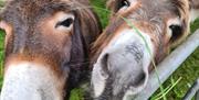Close up of two brown donkeys reaching over a gate to eat grass