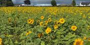 Field of sunflowers with houses in the distance
