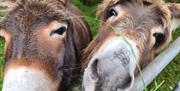 Willow & Lore Donkeys