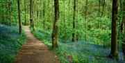 Path through the forest with green trees and loads of bluebells