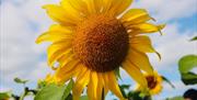Single head of sunflower in Sunflower Field Portglenone with blue sky behind