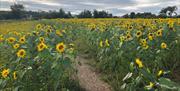 Sunflower Field Portglenone with overcast sky and bark covered path through field