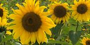 Group of sunflowers in Sunflower Field Portglenone