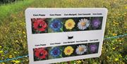 Sign to indicate types of wildflowers growing in wildflower field in Portglenone