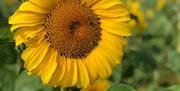 Single sunflower with insect in centre at Sunflower Field Portglenone