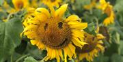 Sunflower with smiley face at Sunflower Field Portglenone