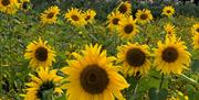 Group of sunflowers in Sunflower Field Portglenone