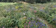 Various wildflowers growing in wildflower field in Portglenone