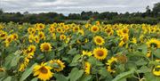Lots of sunflowers at Sunflower Field Portglenone with overcast sky