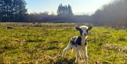 Jacob lamb in a field in front of woodland
