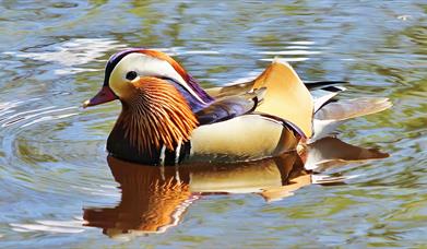 Broughshane Waterfowl Park