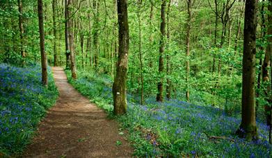 Path through the forest with green trees and loads of bluebells
