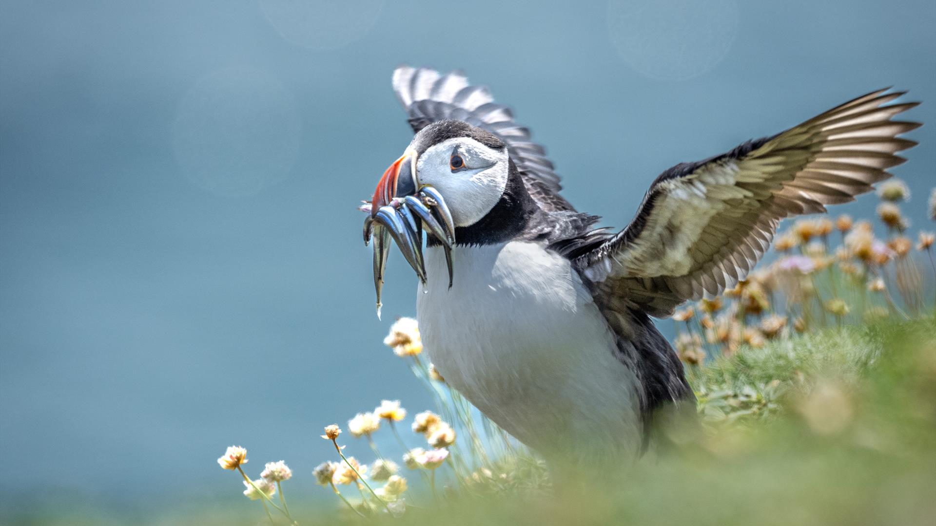 Puffin Landing by Paul McIlwaine