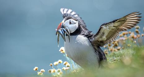 Puffin Landing by Paul McIlwaine