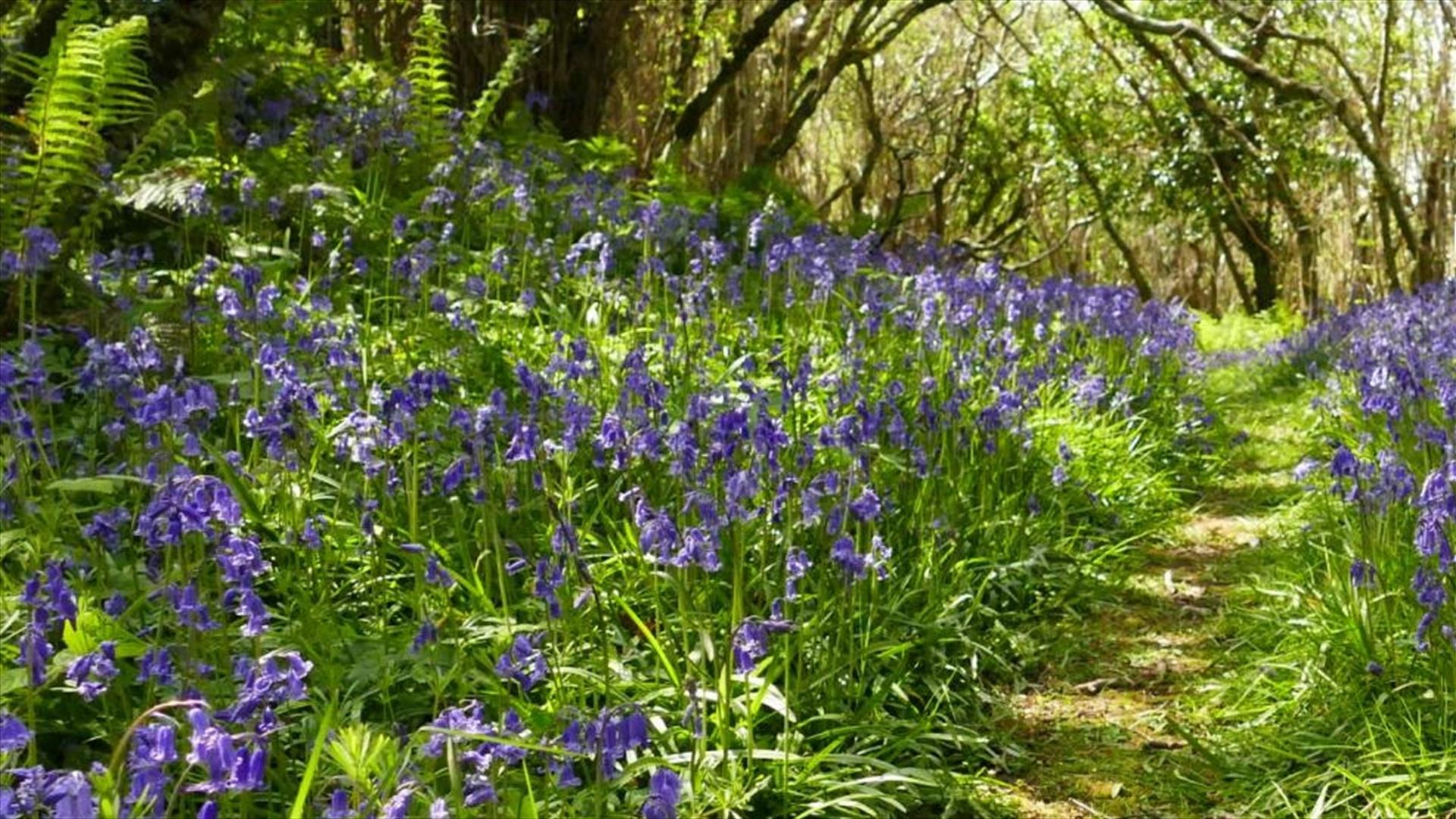 Straidkilly Nature Reserve