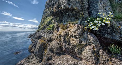 A view of the tubular bridge with flowers on the rock face and the ocean beyond.