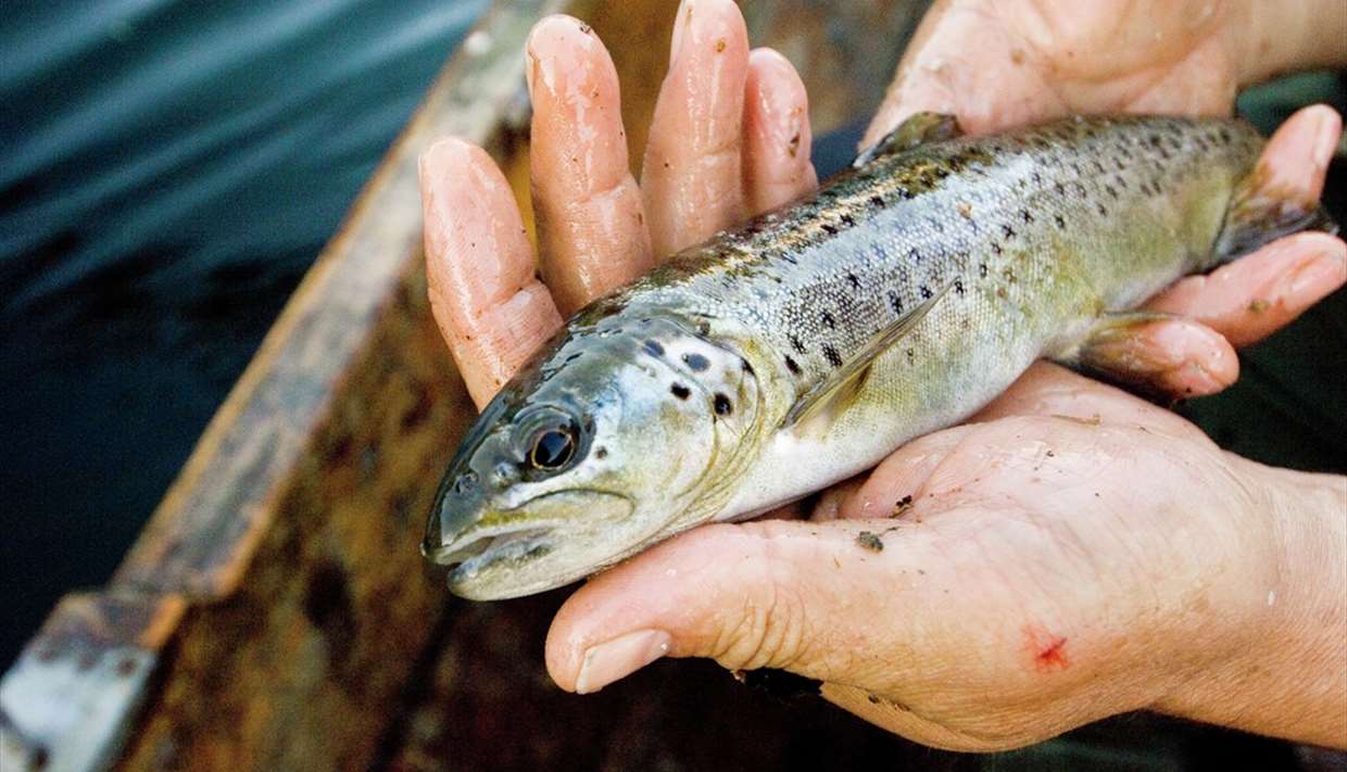 Luster fellesfiskekort