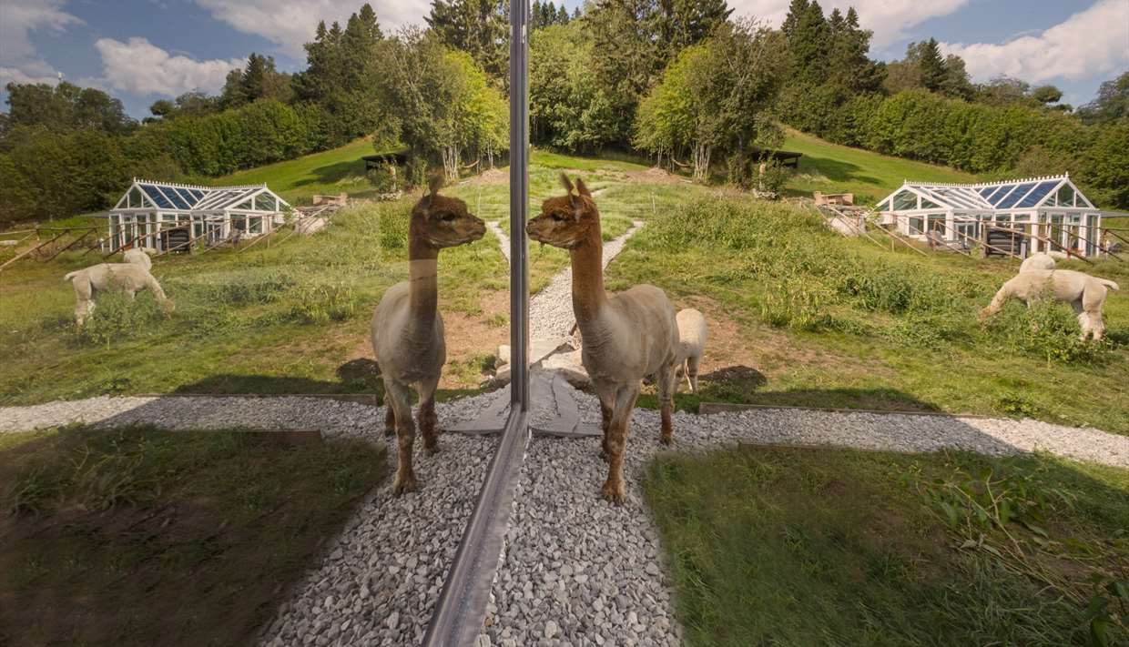 Sleep with alpaccas, BesteBakken