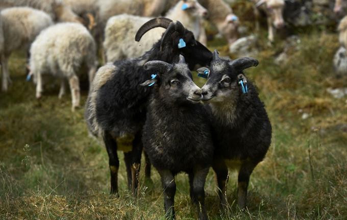 Herding sheep to summer farm, Aurlandsdalen
