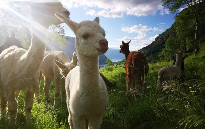 Alpaca on Steim Farm, Vik