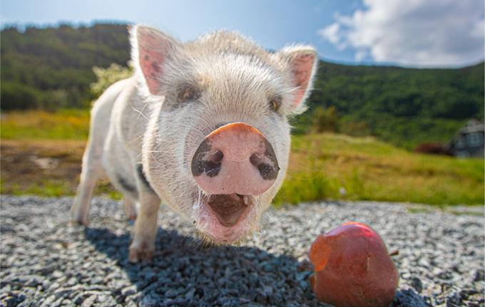 Odelsgut Fimreite Pig