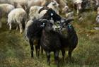 Herding sheep to summer farm, Aurlandsdalen