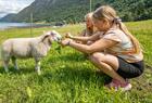 Odelsgut Fimreite, mating av sau