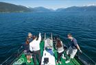 Guided Fjord Cruise - Glaciertour