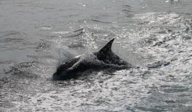Dolphin