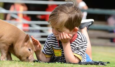 Pennywell Pig, Boy With Pig Outside