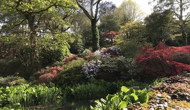 Open Gardens Sherwood House, Nr Crediton 12th June