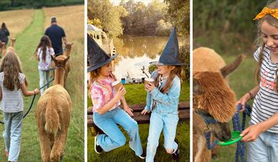 Half Term Alpaca Experience