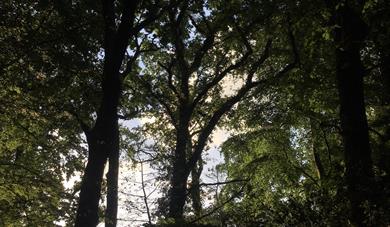 Trees, South Devon