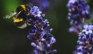 Princesshay City Bee and Rooftop Garden Tours