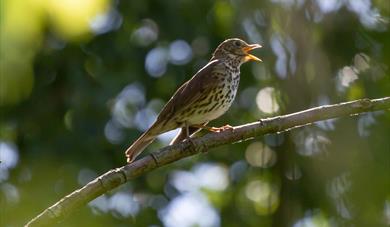 Thrush singing