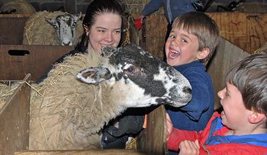 Lambing Sunday