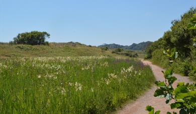 Dawlish Warren Nature Reserve pathway