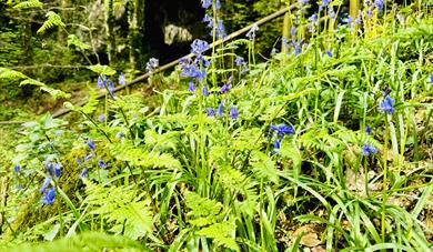 Bluebells Canonteign Falls