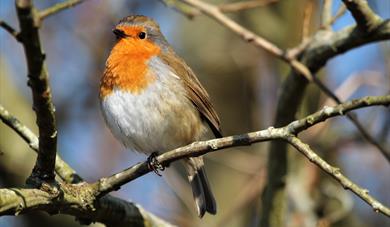 Bird walk around Chivelstone