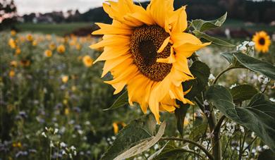 Sunflower