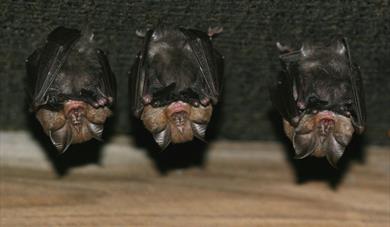 Bats and belfries