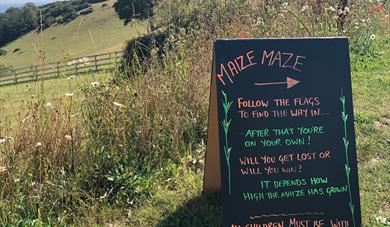 Discover the Maize Maze at Surfing Cow Ice Cream