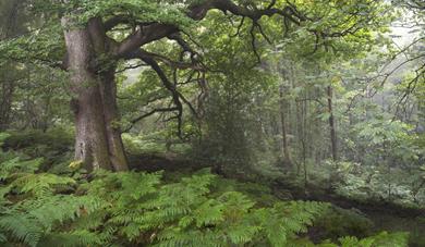 Earth Photo exhibition at Haldon Forest Park